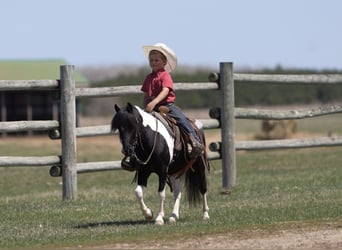Weitere Ponys/Kleinpferde, Wallach, 5 Jahre, 104 cm