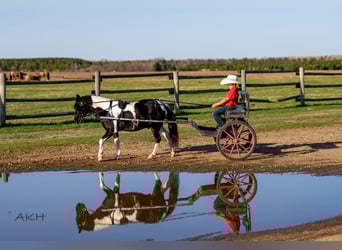 Weitere Ponys/Kleinpferde, Wallach, 5 Jahre, 104 cm