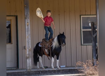 Weitere Ponys/Kleinpferde, Wallach, 5 Jahre, 104 cm