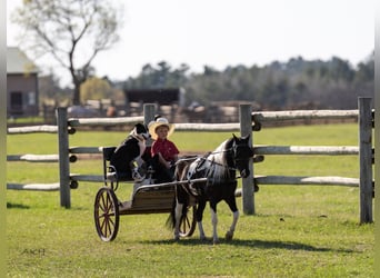 Weitere Ponys/Kleinpferde, Wallach, 5 Jahre, 104 cm