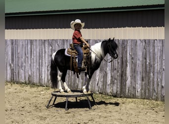 Weitere Ponys/Kleinpferde, Wallach, 5 Jahre, 104 cm