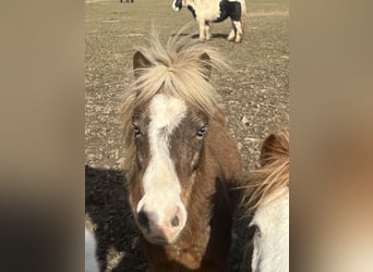 Weitere Ponys/Kleinpferde Mix, Wallach, 5 Jahre, 110 cm, Dunkelfuchs