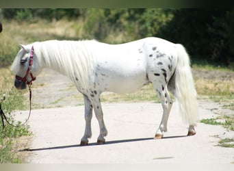 Weitere Ponys/Kleinpferde, Wallach, 5 Jahre, 110 cm, Schimmel