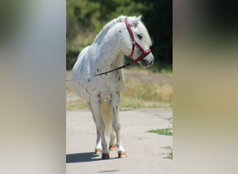 Weitere Ponys/Kleinpferde, Wallach, 5 Jahre, 110 cm, Schimmel
