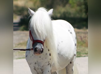 Weitere Ponys/Kleinpferde, Wallach, 5 Jahre, 110 cm, Schimmel