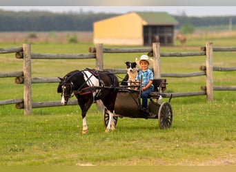 Weitere Ponys/Kleinpferde, Wallach, 5 Jahre, 112 cm