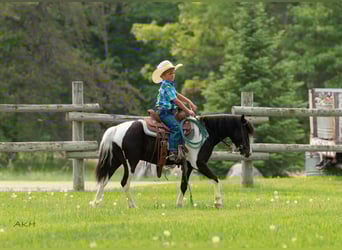 Weitere Ponys/Kleinpferde, Wallach, 5 Jahre, 112 cm