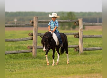 Weitere Ponys/Kleinpferde, Wallach, 5 Jahre, 112 cm