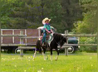 Weitere Ponys/Kleinpferde, Wallach, 5 Jahre, 112 cm