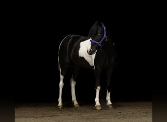 Weitere Ponys/Kleinpferde, Wallach, 5 Jahre, 112 cm