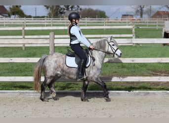 Weitere Ponys/Kleinpferde, Wallach, 5 Jahre, 115 cm, Blauschimmel