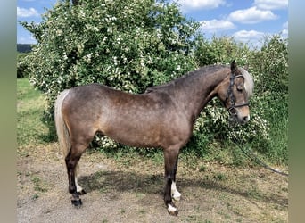 Weitere Ponys/Kleinpferde, Wallach, 5 Jahre, 115 cm, Dunkelfuchs