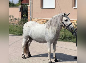 Weitere Ponys/Kleinpferde, Wallach, 5 Jahre, 115 cm, Schimmel