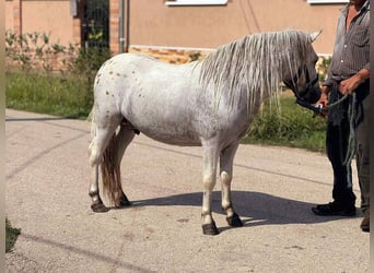 Weitere Ponys/Kleinpferde, Wallach, 5 Jahre, 115 cm, Schimmel
