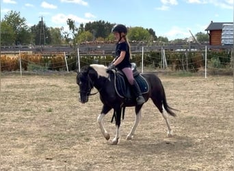 Weitere Ponys/Kleinpferde, Wallach, 5 Jahre, 117 cm, Schecke