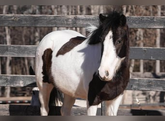 Weitere Ponys/Kleinpferde, Wallach, 5 Jahre, 119 cm, Schecke