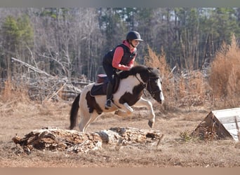Weitere Ponys/Kleinpferde, Wallach, 5 Jahre, 119 cm