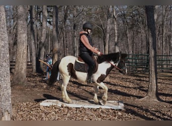 Weitere Ponys/Kleinpferde, Wallach, 5 Jahre, 119 cm