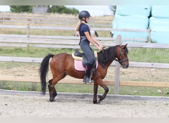 Weitere Ponys/Kleinpferde, Wallach, 5 Jahre, 120 cm, Brauner