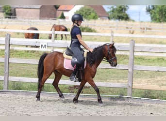 Weitere Ponys/Kleinpferde, Wallach, 5 Jahre, 120 cm, Brauner