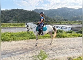 Weitere Ponys/Kleinpferde, Wallach, 5 Jahre, 120 cm, Schimmel