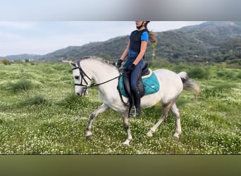 Weitere Ponys/Kleinpferde, Wallach, 5 Jahre, 120 cm, Schimmel