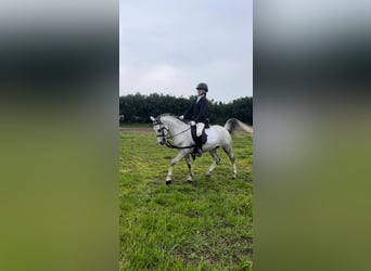 Weitere Ponys/Kleinpferde, Wallach, 5 Jahre, 120 cm, Schimmel