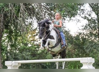 Weitere Ponys/Kleinpferde, Wallach, 5 Jahre, 122 cm, Schecke