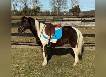 Weitere Ponys/Kleinpferde, Wallach, 5 Jahre, 122 cm, Tobiano-alle-Farben