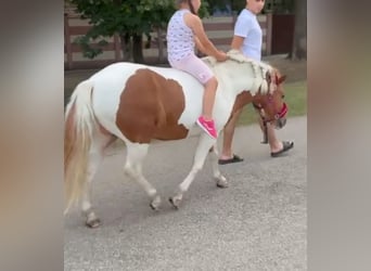 Weitere Ponys/Kleinpferde, Wallach, 5 Jahre, 123 cm, Schecke