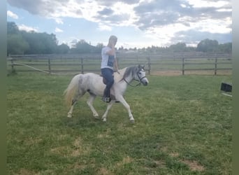 Weitere Ponys/Kleinpferde, Wallach, 5 Jahre, 123 cm, Schecke