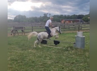 Weitere Ponys/Kleinpferde, Wallach, 5 Jahre, 123 cm, Schecke