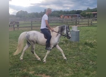 Weitere Ponys/Kleinpferde, Wallach, 5 Jahre, 123 cm, Schecke