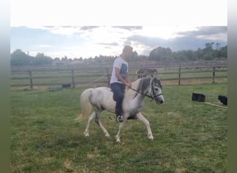 Weitere Ponys/Kleinpferde, Wallach, 5 Jahre, 123 cm, Schecke