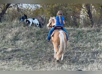 Weitere Ponys/Kleinpferde, Wallach, 5 Jahre, 124 cm, Schecke