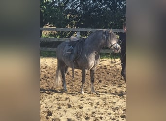 Weitere Ponys/Kleinpferde, Wallach, 5 Jahre, 125 cm, Apfelschimmel
