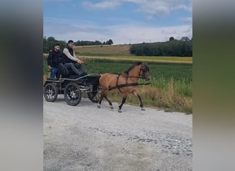 Weitere Ponys/Kleinpferde, Wallach, 5 Jahre, 125 cm, Falbe