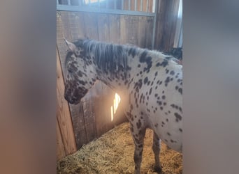 Weitere Ponys/Kleinpferde, Wallach, 5 Jahre, 125 cm, Tigerschecke