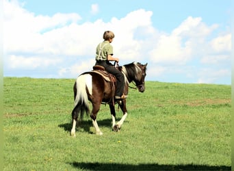 Weitere Ponys/Kleinpferde, Wallach, 5 Jahre, 127 cm, Schecke
