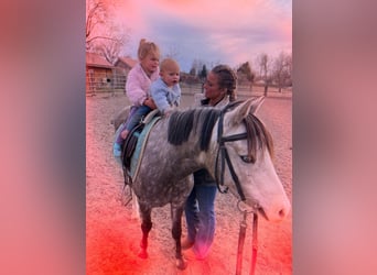 Weitere Ponys/Kleinpferde, Wallach, 5 Jahre, 127 cm, Schimmel