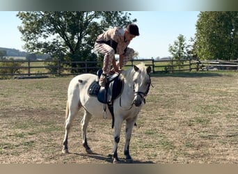 Weitere Ponys/Kleinpferde, Wallach, 5 Jahre, 127 cm, Tigerschecke