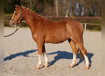 Weitere Ponys/Kleinpferde, Wallach, 5 Jahre, 128 cm, Fuchs