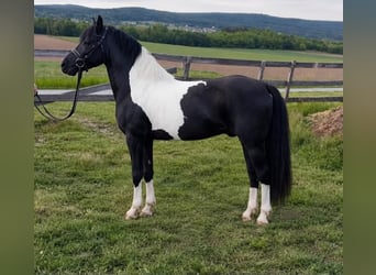 Weitere Ponys/Kleinpferde, Wallach, 5 Jahre, 128 cm, Schecke