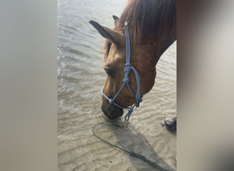 Weitere Ponys/Kleinpferde, Wallach, 5 Jahre, 130 cm, Buckskin