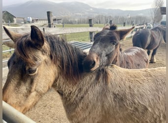 Weitere Ponys/Kleinpferde, Wallach, 5 Jahre, 130 cm, Buckskin