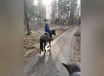 Weitere Ponys/Kleinpferde, Wallach, 5 Jahre, 132 cm, Brauner