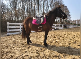 Weitere Ponys/Kleinpferde, Wallach, 5 Jahre, 135 cm