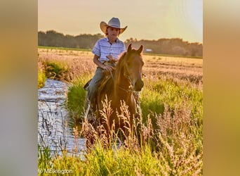 Weitere Ponys/Kleinpferde, Wallach, 5 Jahre, 135 cm, Rotbrauner