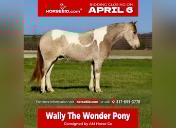 Weitere Ponys/Kleinpferde, Wallach, 5 Jahre, 135 cm, Schecke