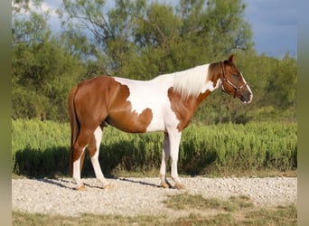 Weitere Ponys/Kleinpferde, Wallach, 5 Jahre, 137 cm, Schecke